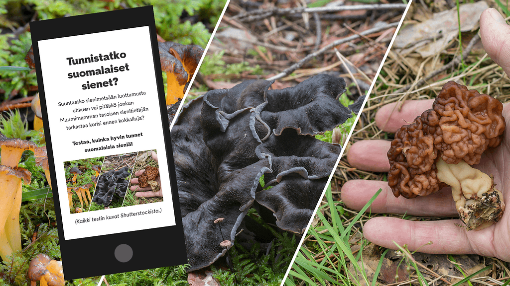 Kuinka hyvin tunnet Suomen metsien sienet? Testaa tietämyksesi MTV Uutisten sienitestissä!