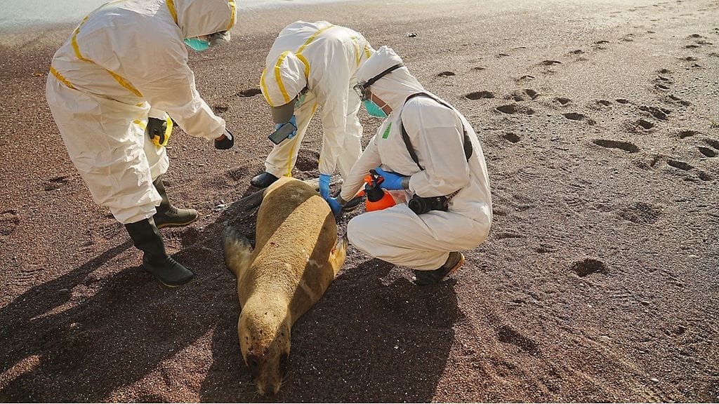 Kuolleita eläimiä on löytynyt Atlantin rannikolta Uruguaysta.