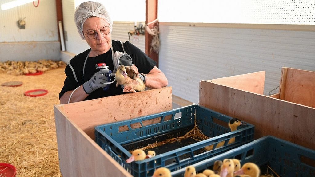 Ranskassa ei toistaiseksi ole todettu merkittäviä määriä lintuinfluenssaa, mutta menneinä vuosina maassa on ollut lukuisia epidemioita.