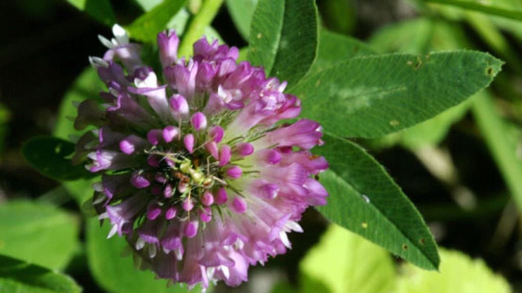 Puna-apila voi auttaa vaihdevuosista kärsiviä naisia.