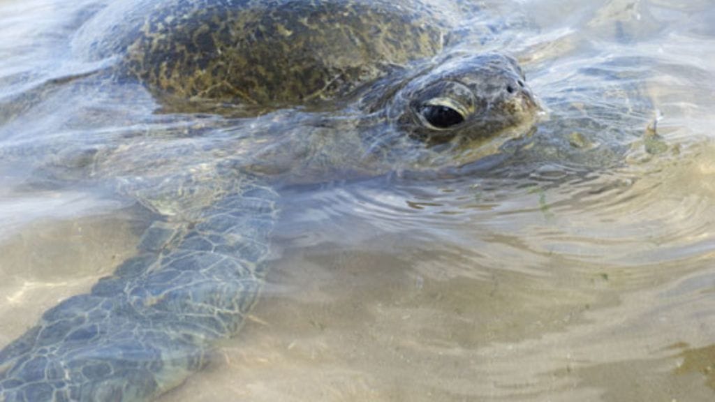 Kilpikonnat kaipaavat suojelua.