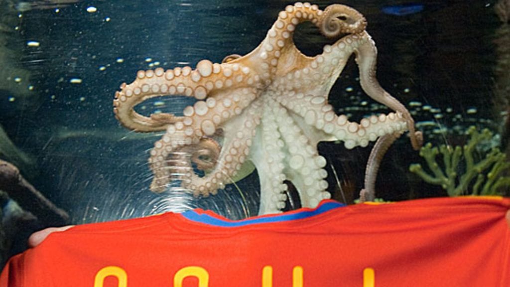 Paul mustekala, kuva: EPA/BERNDTHISSEN