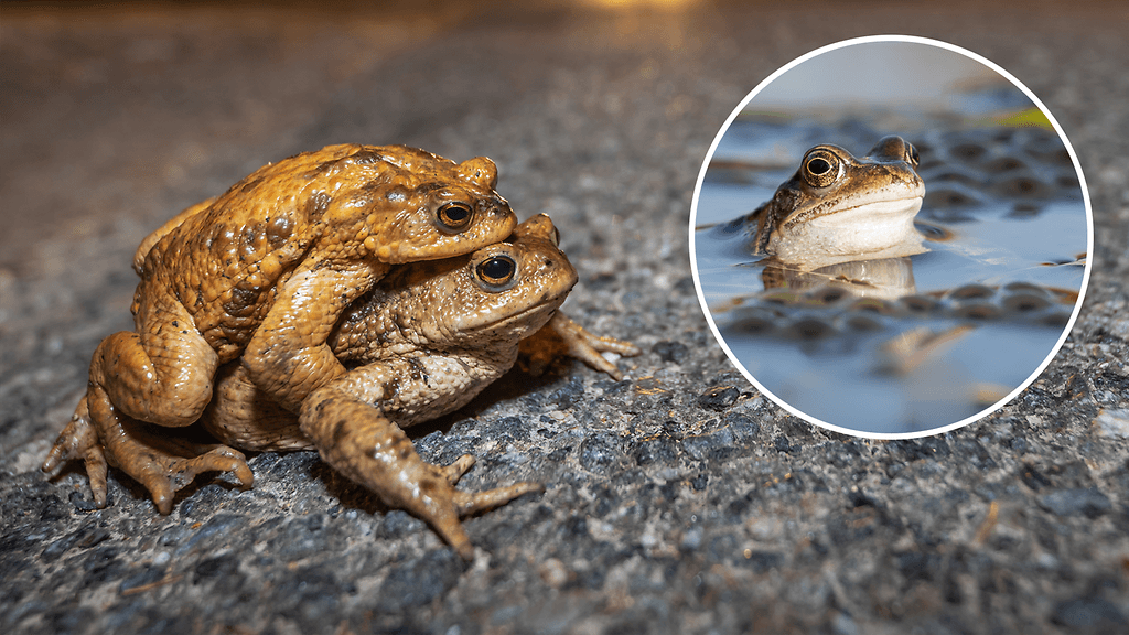 Tuoreen tutkimuksen mukaan naarassammakko saattaa esittää kuollutta välttyäkseen parittelemiselta.