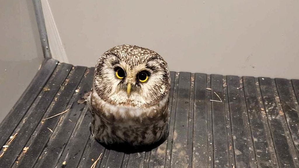 Poliisi noukki kyytiinsä "väsähtäneen tyypin" Raumalla ja tarjoili putkassa peuranlihaa.