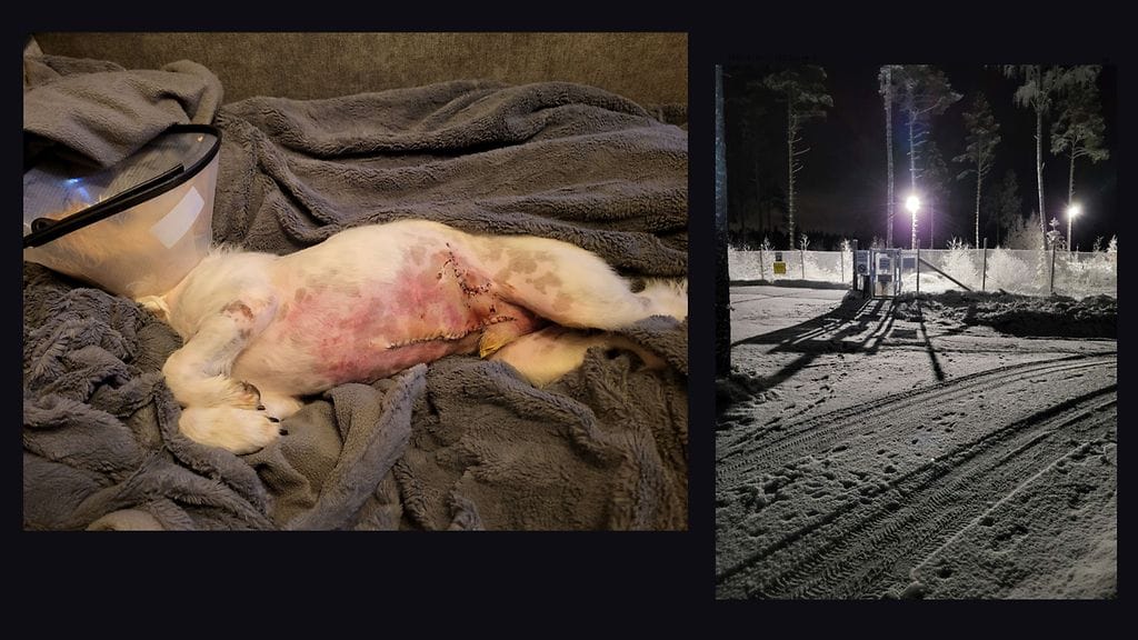 Jackrusselinterrieri Edi sai vakavat vammat kesken kävelylenkin tapahtuneessa hyökkäyksessä yksityisen koiranulkoilutusalueen vieressä.