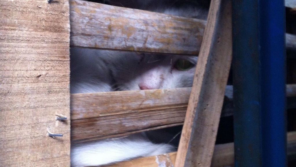 Vuonna 2013 eläinaktivistit pysäyttivät Shanghaissa rekan, jonka kyydissä kuljetettiin kissoja niiden lihaa tarjoaviin ravintoloihin.