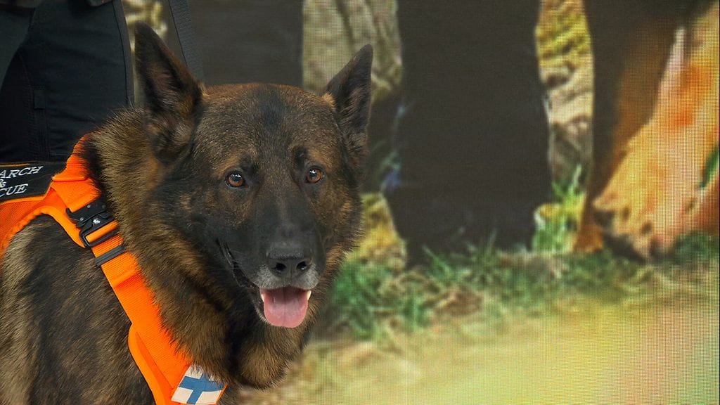 Suomalaiskoira Peto on voittanut ohjastajansa Satu Joren kanssa pronssia kadonneen jäljestyksen maailmanmestaruuskisoissa.