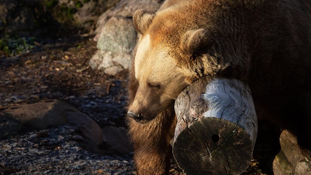 Karhu Korkeasaaressa. Kuvituskuva.