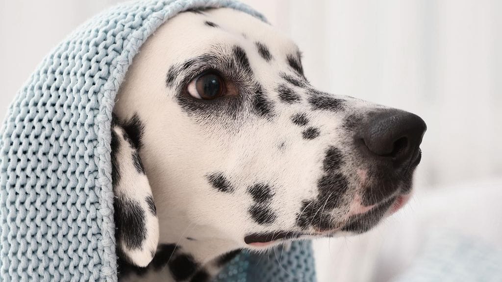 shutterstock_2270743091