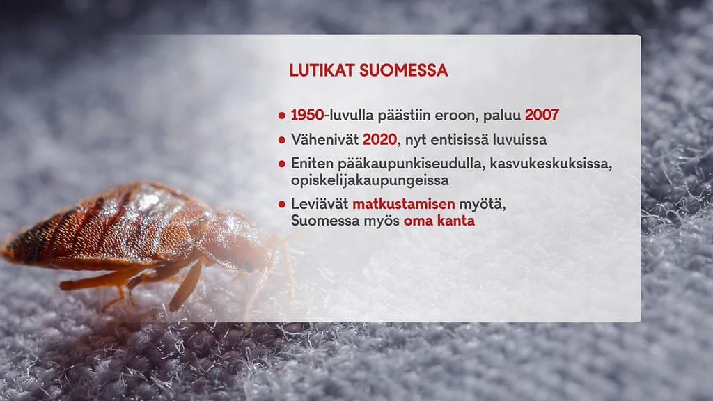 3110_1900_lutikat_still_01