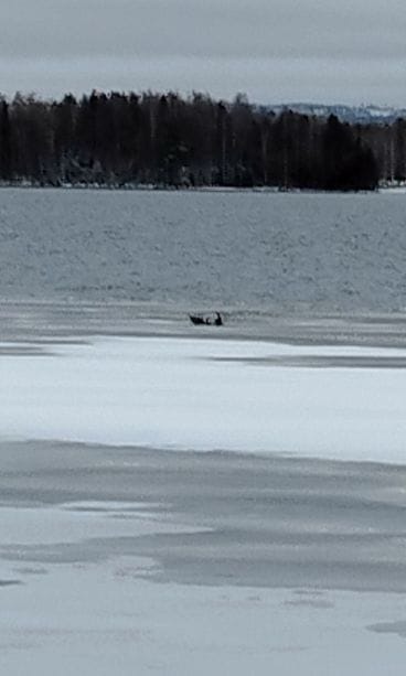 Kauriit Polvijärvellä 1