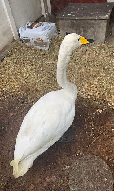 Kesy laulujoutsen kerää voimia muuttomatkalle eläinhoitolassa Jampan eläinhoitolassa. 1