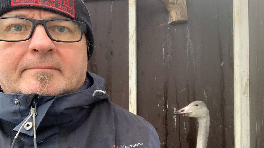 Kesy laulujoutsen kerää voimia muuttomatkalle eläinhoitolassa Jampan eläinhoitolassa. 2