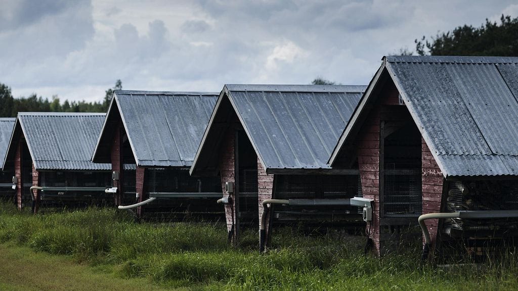 Tarhalla on noin 500 eläintä. Kuvituskuva turkistarhasta.