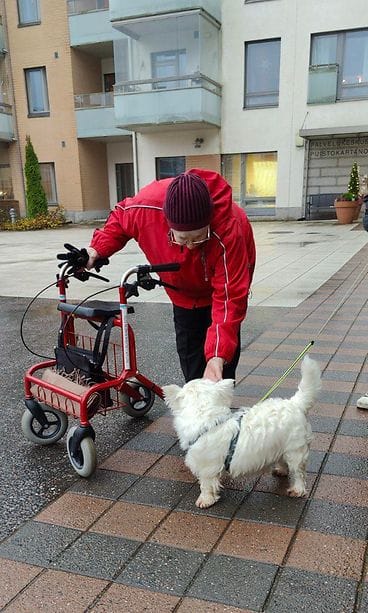 Ritva Laurikaisen, 89, uusi karvainen ulkoiluttaja on seitsemänvuotias länsiylämaanterrieri Luca. Mukana kulkevat sen emäntä Petra Tirri-Puroviita ja isäntä Timo Puroviita. 2