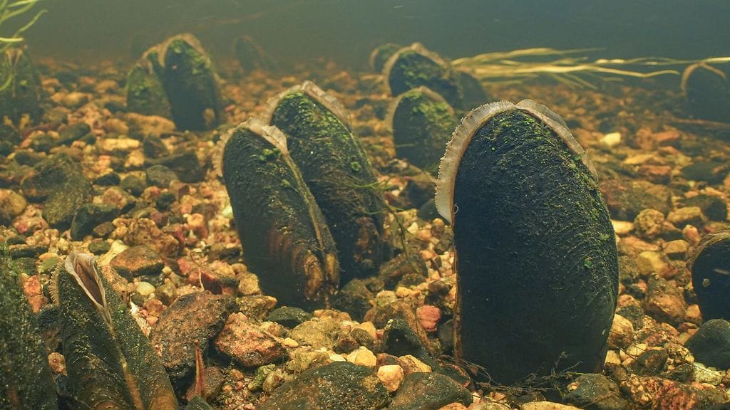 Jokihelmisimpukka eli raakku on uhanalainen laji.