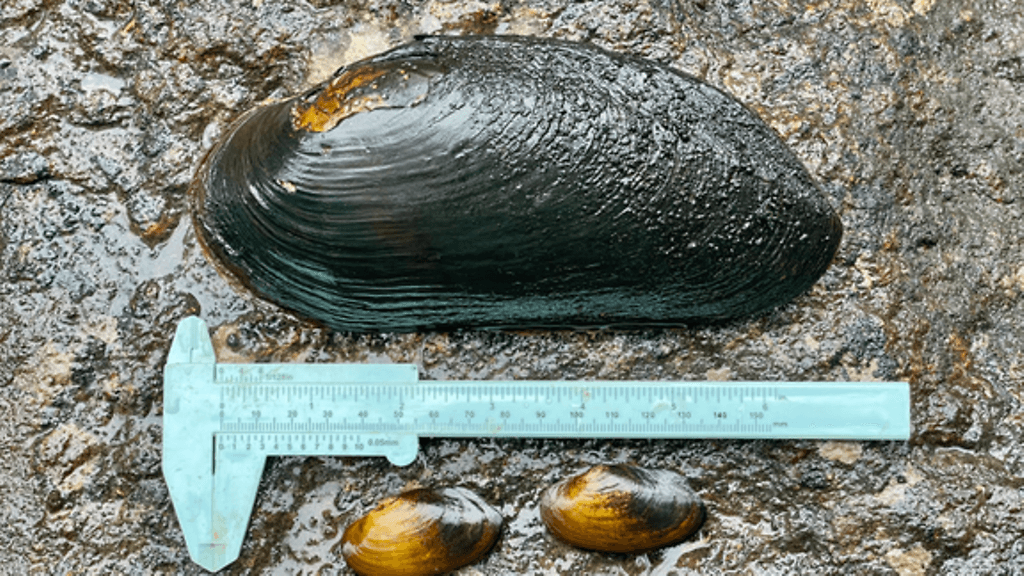 Puolangalta Kainuusta on löytynyt jättiraakku, eli jokihelmisimpukka. Se on pituudeltaan ennätykselliset 183 millimetriä.