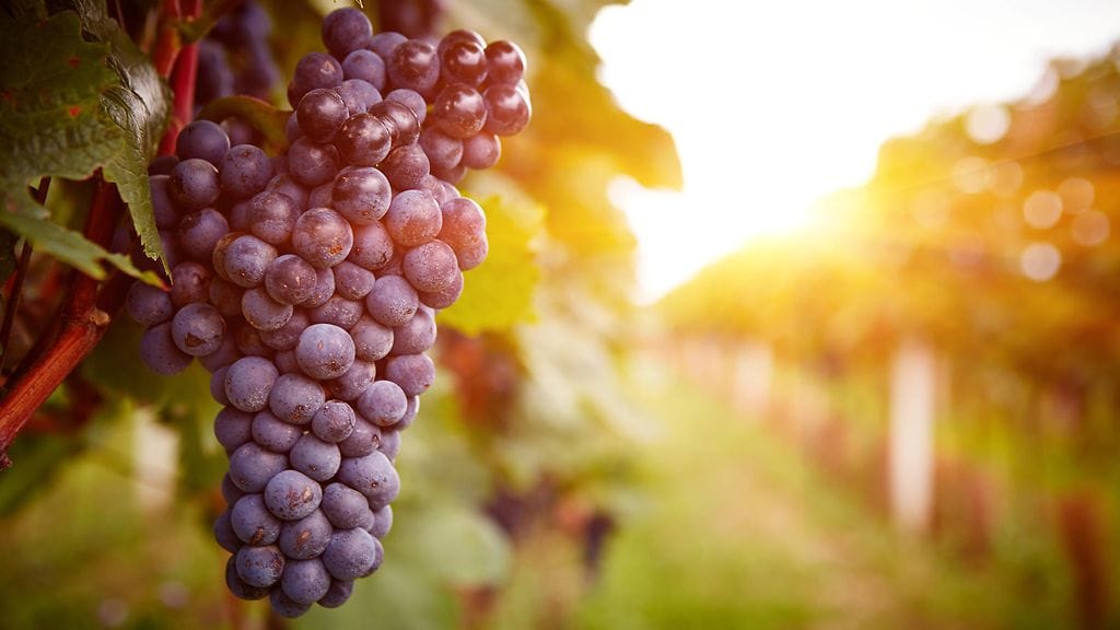 viinirypäle, viiniköynös