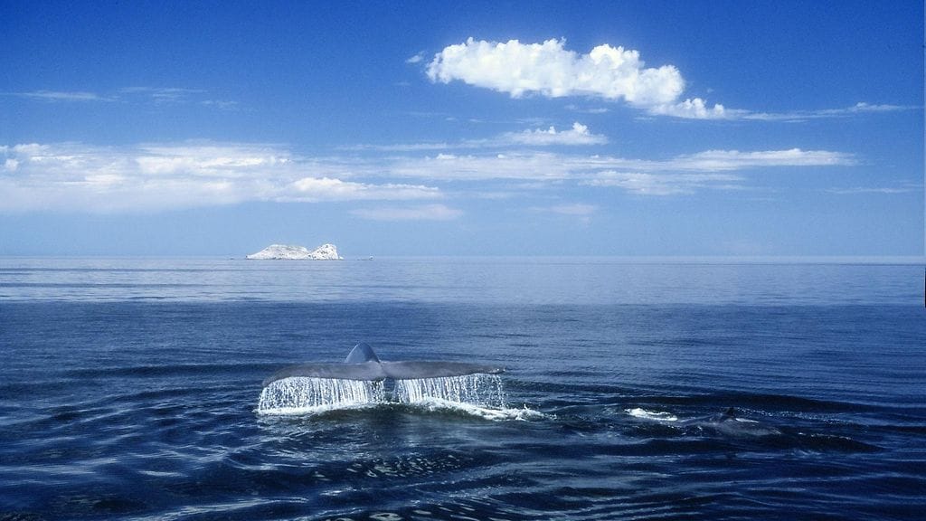 Sinivalas on maailman suurin eläin. KUVA: AOP