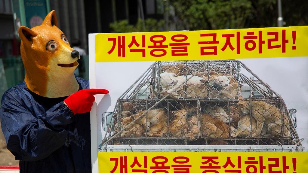 Koira-naamariin pukeutunut eläinaktivistiryhmän jäsen pitelee banderollia, jossa lukee "Ban Dog Eating", koiranlihan syömisen vastaisen kampanjan aikana Soulissa Etelä-Koreassa 26. heinäkuuta 2022.