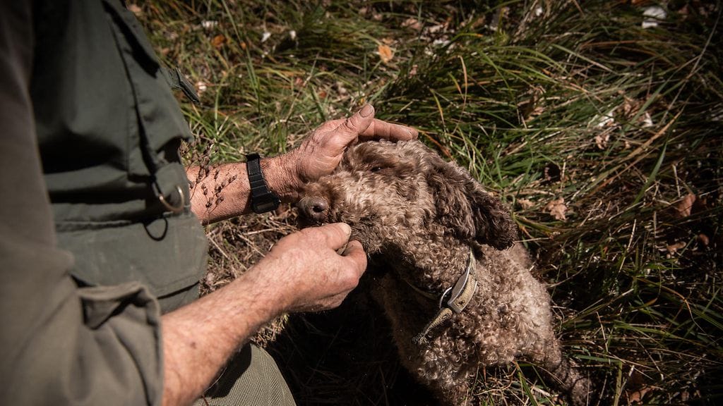 2611 AOP TRYFFELI KOIRA