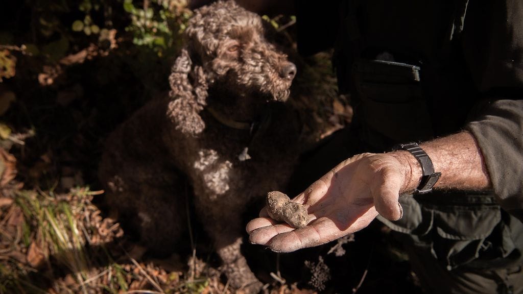 Tryffelikoirien massamurhien syyllinen, tai syylliset, ovat toistaiseksi poliisille vielä mysteeri.