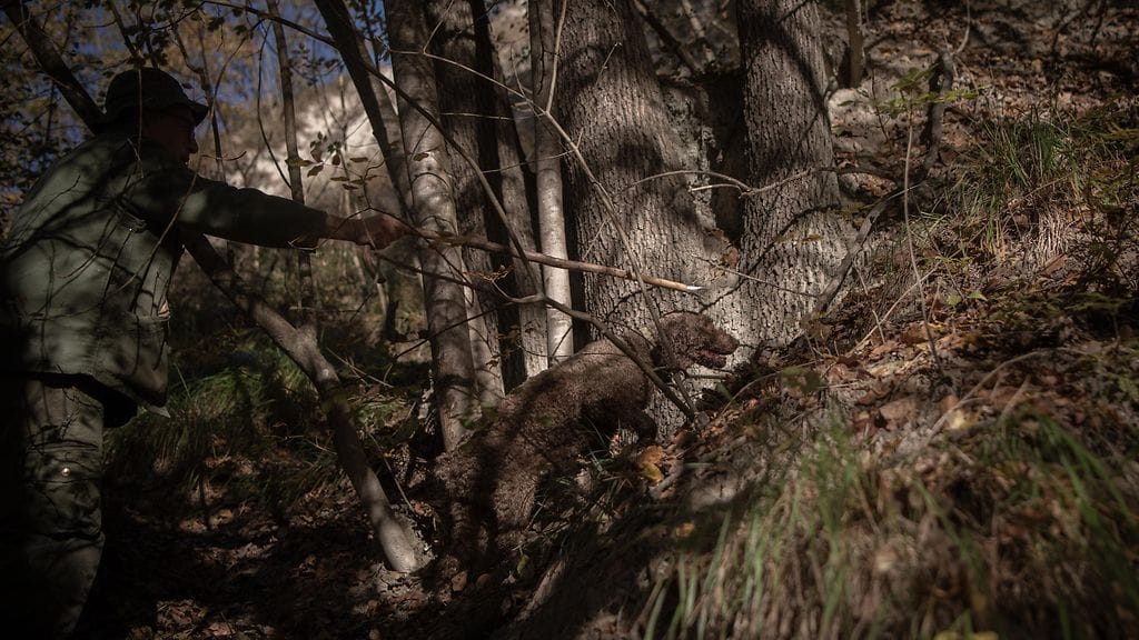 2611 AOP TRYFFELI KOIRA METSÄSTÄJÄ