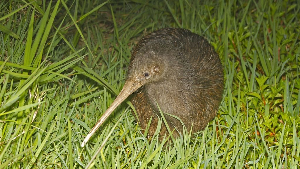 Kiivilinnut ovat arkoja yöeläimiä, joilla on erittäin pitkälle kehittynyt hajuaisti.