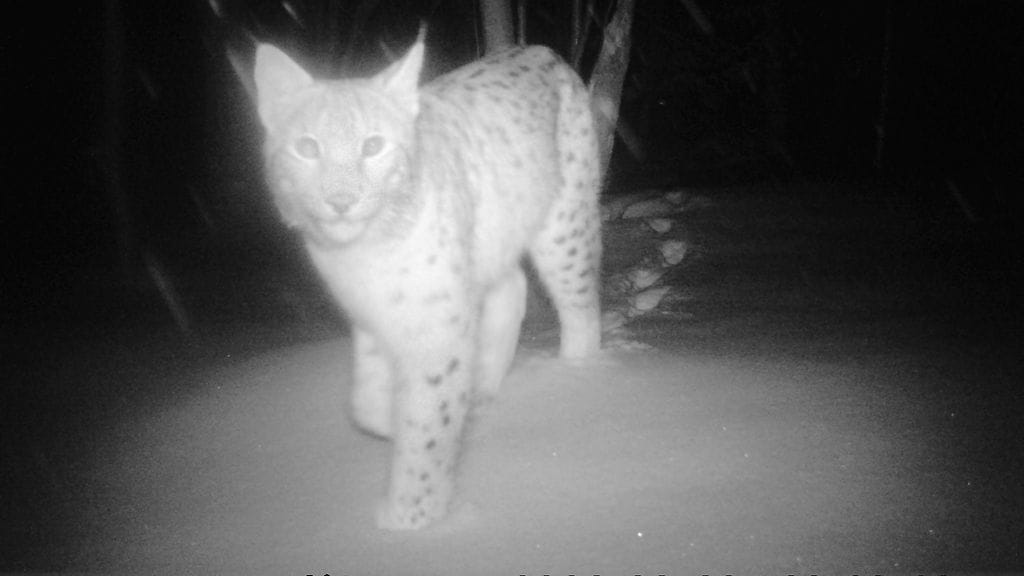 Ilves on kuollut auton törmättyä siihen Joensuussa itsenäisyyspäivänä. Kuvitukuvassa riistakamerakuva Ilveksestä maaliskuussa Joensuu Heinävaarasta.