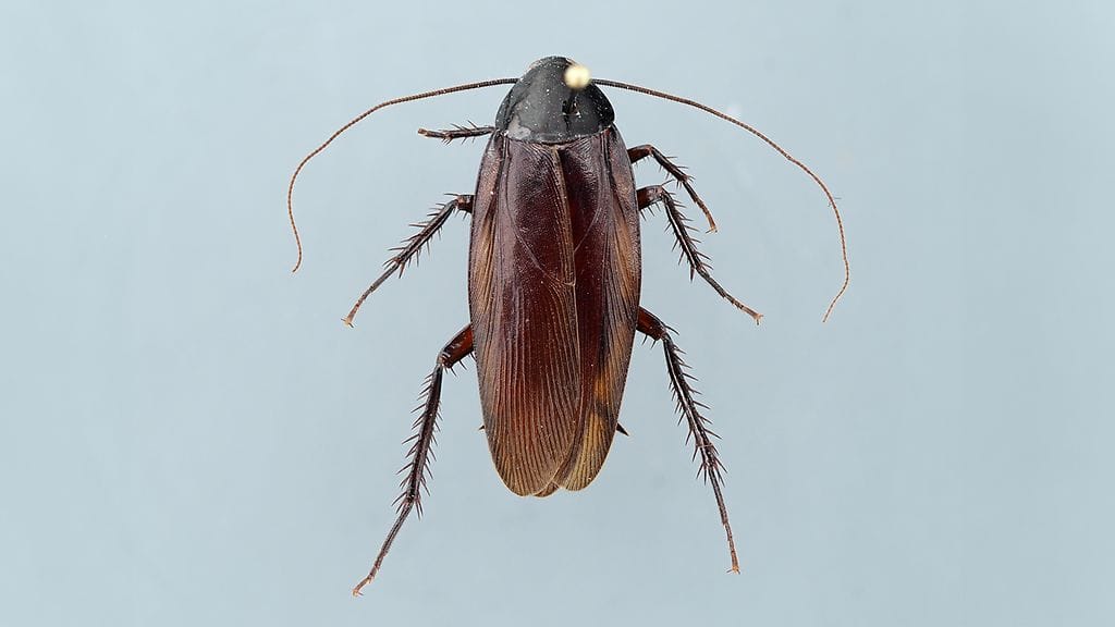 Savutorakka on kiiltävän tummanruskea ja noin kolmen senttimetrin pituinen.