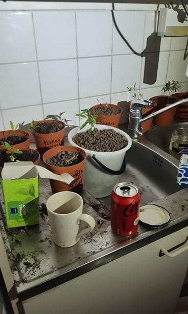 kokaviljelijä