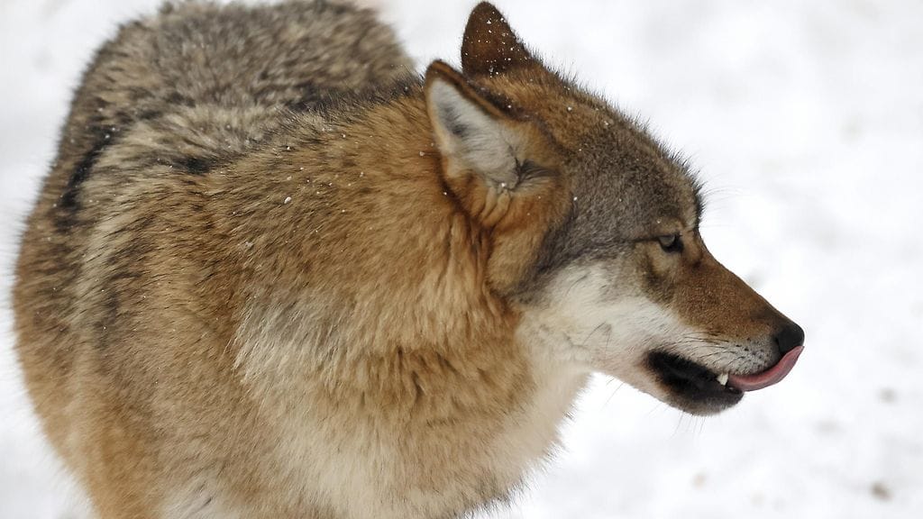 Törmäyksessä loukkaantunut susi jouduttiin lopettamaan. Kuvituskuva.