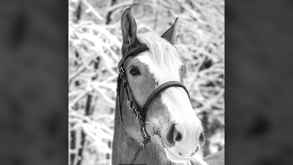 Helsingin poliisin hevosvoimiin kuulunut Hulk on nukkunut pois tänä aamuna, kertoo ratsupoliisi. Se oli kuollessaan vain viisivuotias.