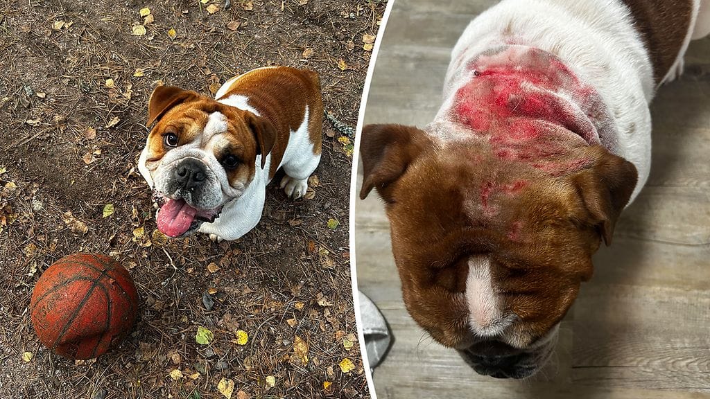 Jemina Halonen ja hänen Mölli-koiransa kokivat eilen kauhunhetkiä, kun vieras koira kävi yllättäen Möllin kimppuun Helsingin Jakomäessä. Kuvassa vasemmalla Mölli leikkimässä pallon kanssa, oikealla hyökkäyksen ja eläinlääkärikäynnin jälkeen.