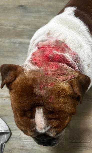 Vieras koira kävi Mölli-koiran kimppuun Helsingin Jakomäessä perjantaina 8. joulukuuta 2023. Mölli sai ruhjeita ja on nyt kipulääke- ja antibioottikuurilla. 1