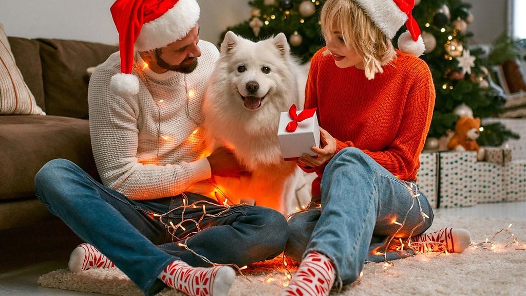 Täydellinen joulukuva koiran kanssa onnistuu helpolla kikalla. Kuvituskuva.