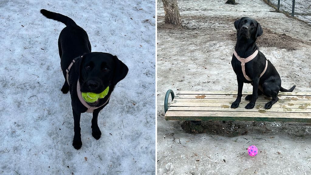 Tiuhti-koira ja pallot