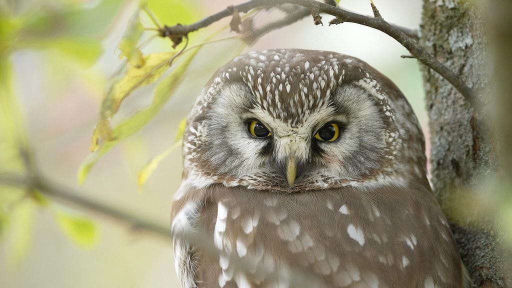 Linnut, helmipöllö