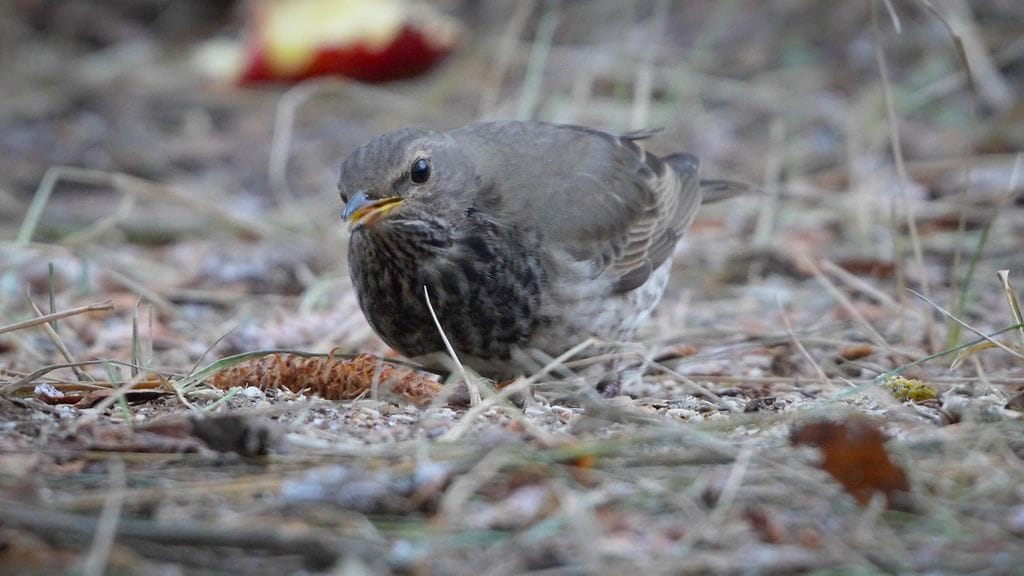 Linnut, mustakaularastas