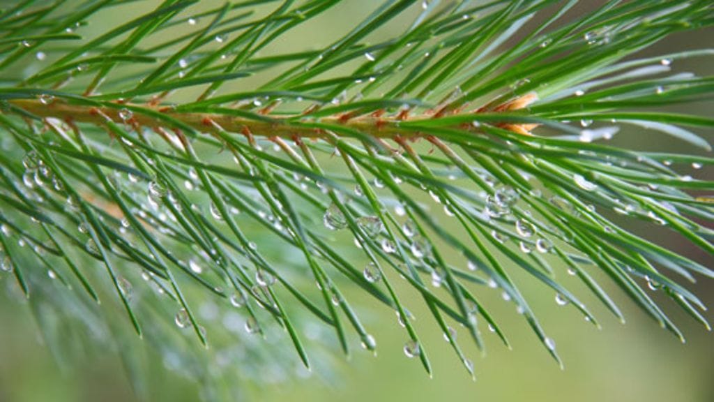 Jäsenkorjaaja sanoo perinteisen jäsenkorjauksen tasapainottavan kehoa. Kuvituskuva.