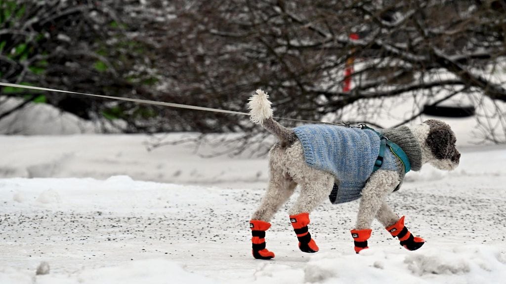 LK 3.1.2024 Lämpimästi puettu lemmikkikoira pakkassäässä Helsingin Lauttasaaressa 2. tammikuuta 2024. Ilmatieteen laitos varoittaa, että pakkassää on koko maassa purevaa ja mahdollisesti vaarallista.