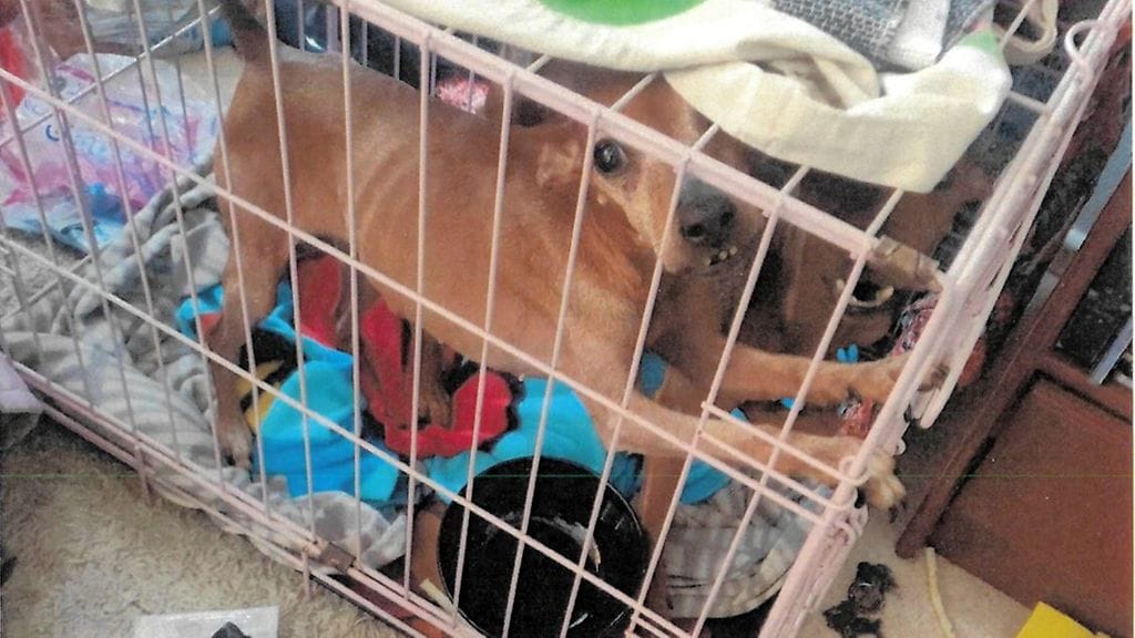 Asunnosta löytyi pieni häkki, jossa oli kaksi nälkiintynyttä koiraa. Niistä toinen lopetettiin.