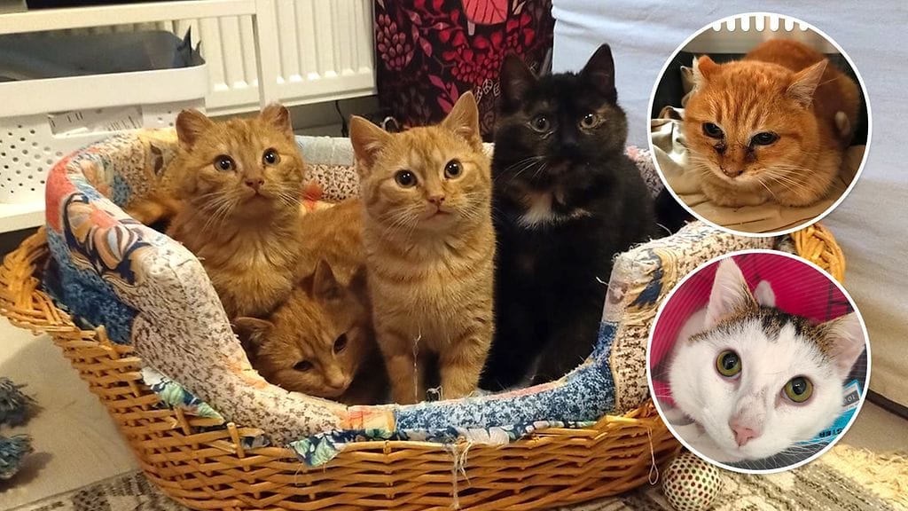 ETU KISSAT PAKKASELLA