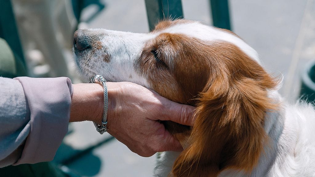 Kuopiolaisessa taloyhtiössä koiriin kohdistuvat vahingoittamisyritykset ovat piinanneet jo kuukausien ajan. Kuvan koira ei liity tapaukseen.