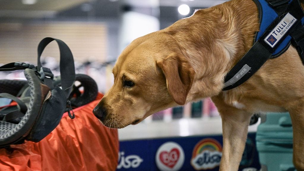 Tullin ruokakoira Rico työssään.