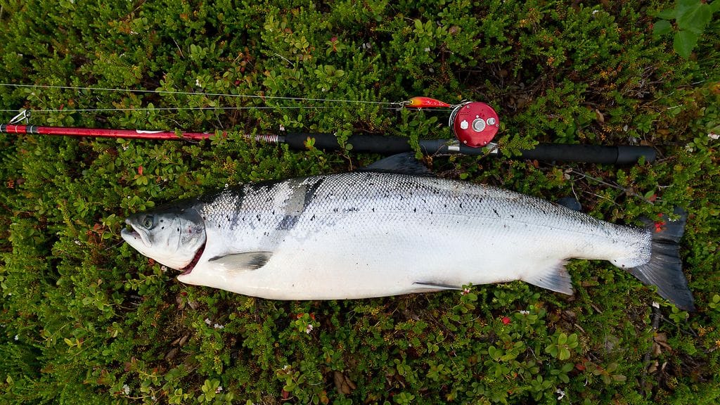 Kuvituskuvassa Tenojoen lohi Yläkönkäältä.