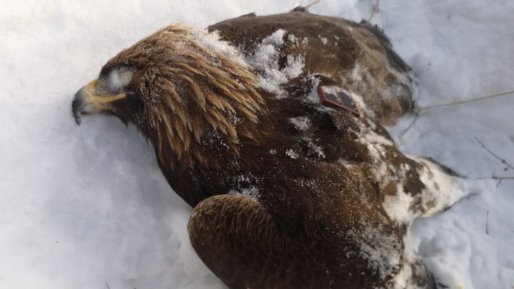Aarni-kotka syntyi viime kesänä Kuusamossa.