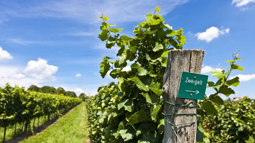 zweigelt, punaviini, viiniköynös