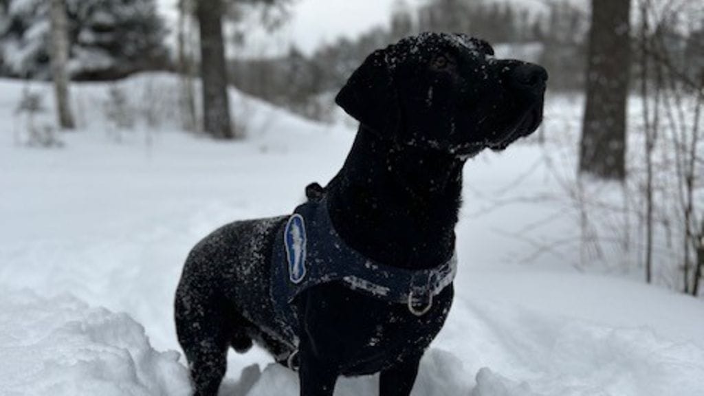 Poliisikoira Nalli (kuvassa) löysi Noin yhdeksän aikaan keskivikkoiltana toisen pojan täyttömäen päältä lumihangesta makaamasta.