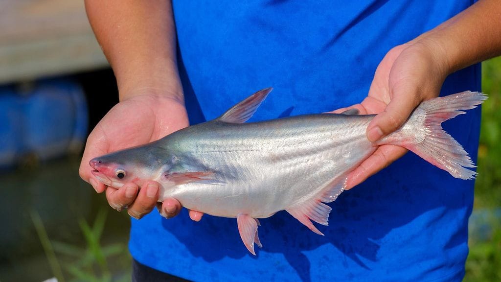 pangasius, haimonni
